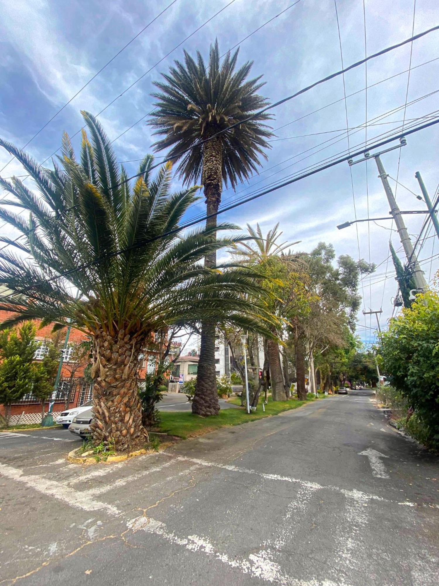 Modern Studio, Rooftop Charm, Cdmx Center2 Mexico Extérieur photo